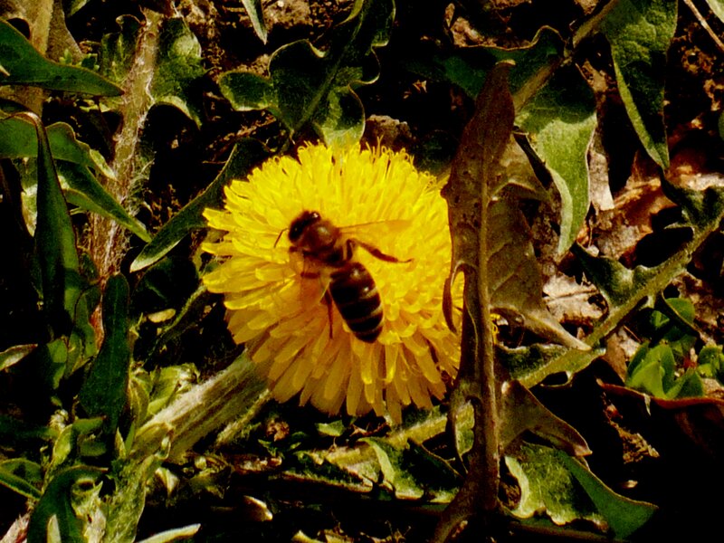 Bee on Dandelion Flower — Yellow, Natural, Afternoon