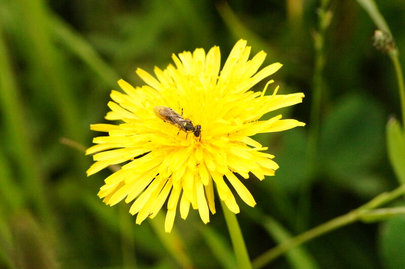 Bee on Dandelion Flower — Yellow, Natural