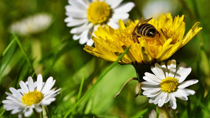 Bee on Dandelion Flower — Yellow, Serene, Afternoon