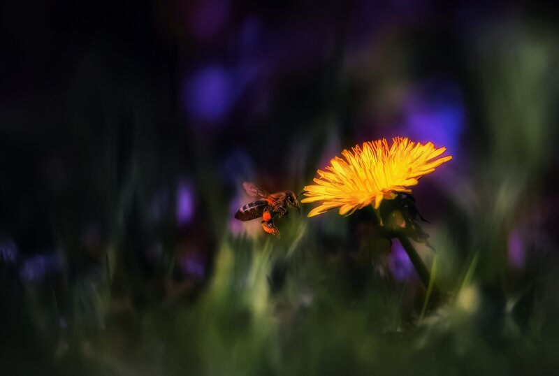 Bee on Dandelion Flower — Yellow, Serene