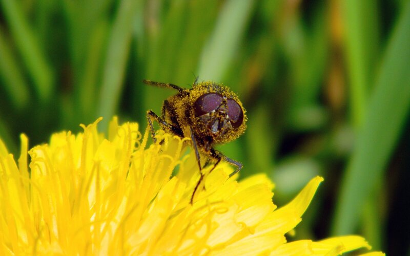Bee on Dandelion Flower — Yellow