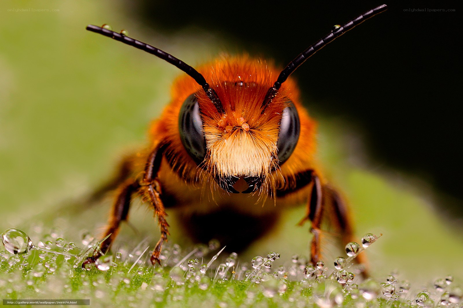 bee on dew-covered leaf