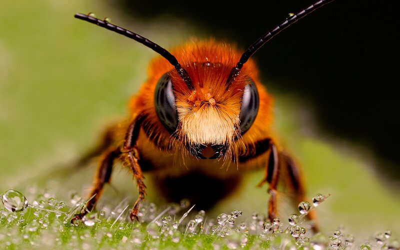 Bee on Dew-covered Leaf — Green