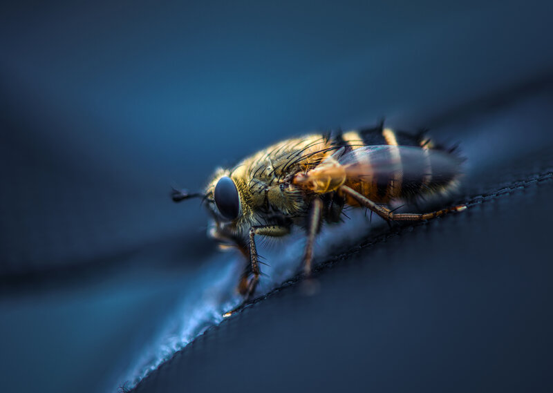 Bee on Fabric Edge