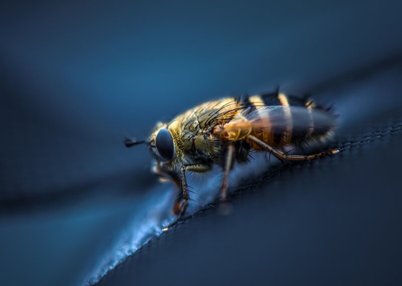Bee on Fabric Surface