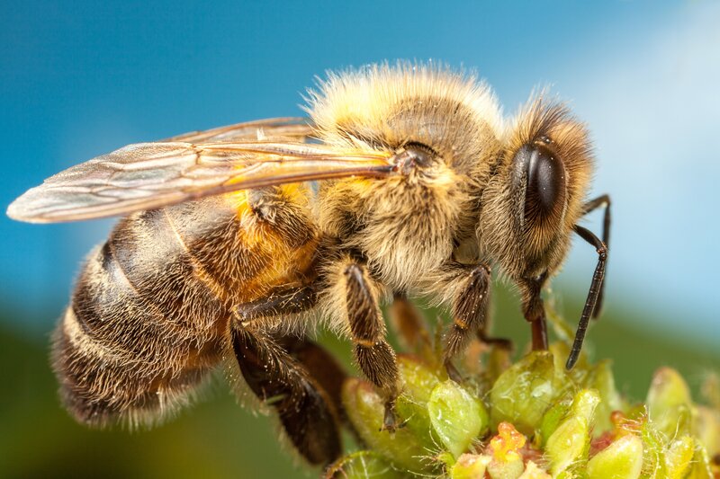 Bee on Flower Bud — Blue