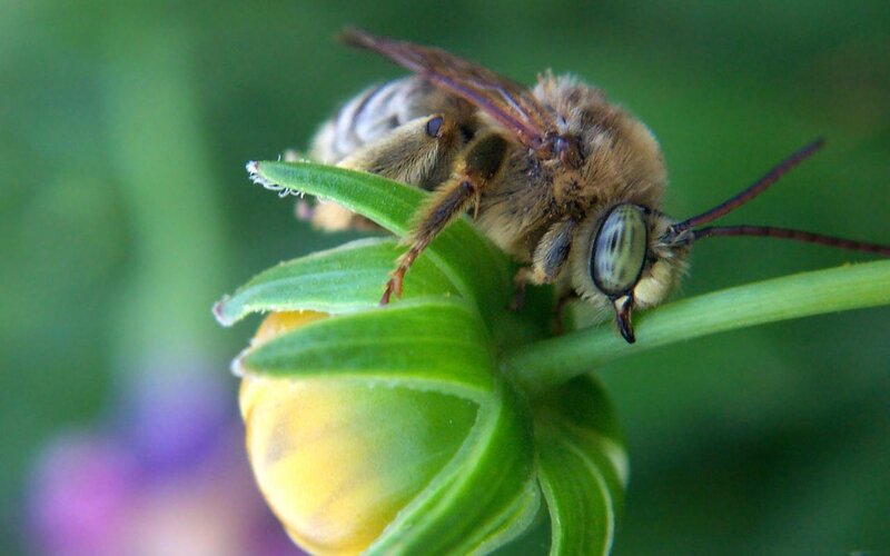 Bee on Flower Bud — Green, Calm