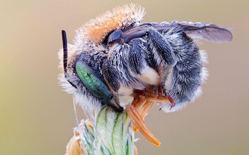 bee on flower bud