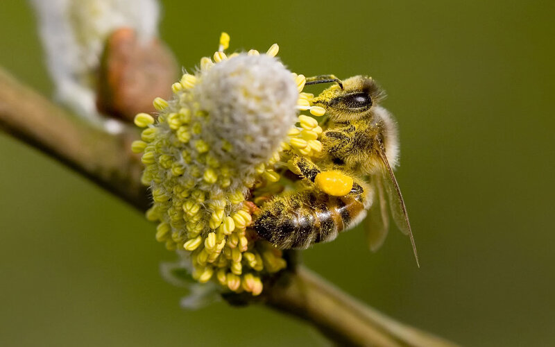 Bee on Flower Bud — Yellow, Calm, Spring, Photograph, Branch