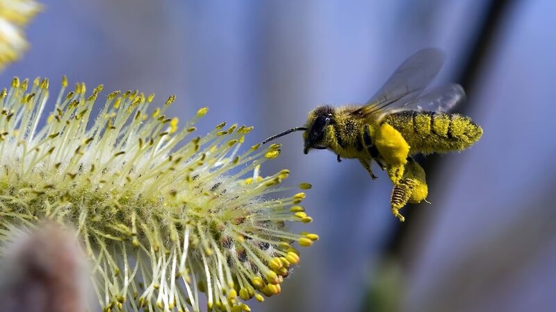 Bee on Flower Bud — Yellow