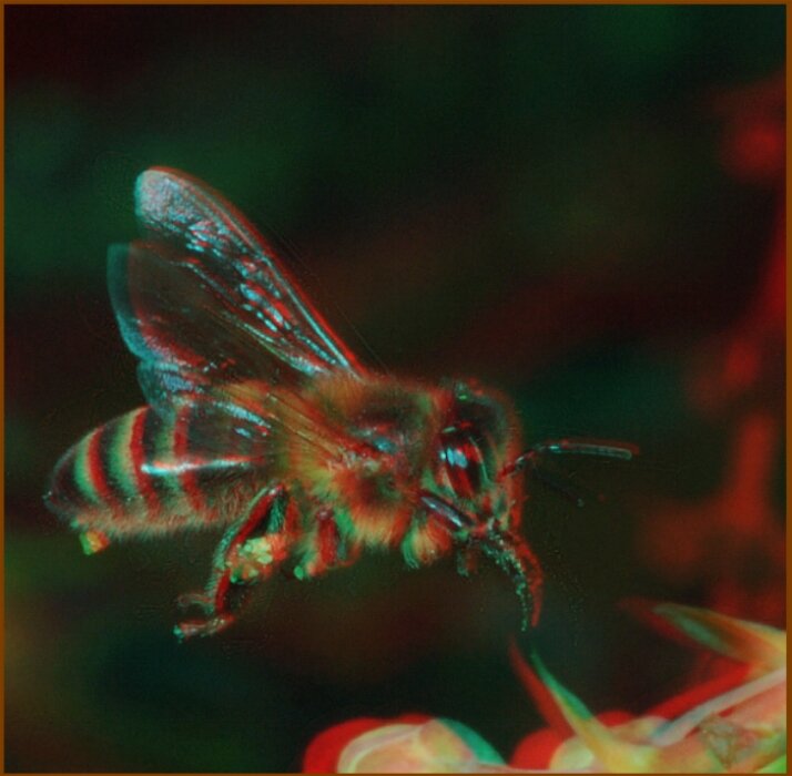 bee on flower close-up