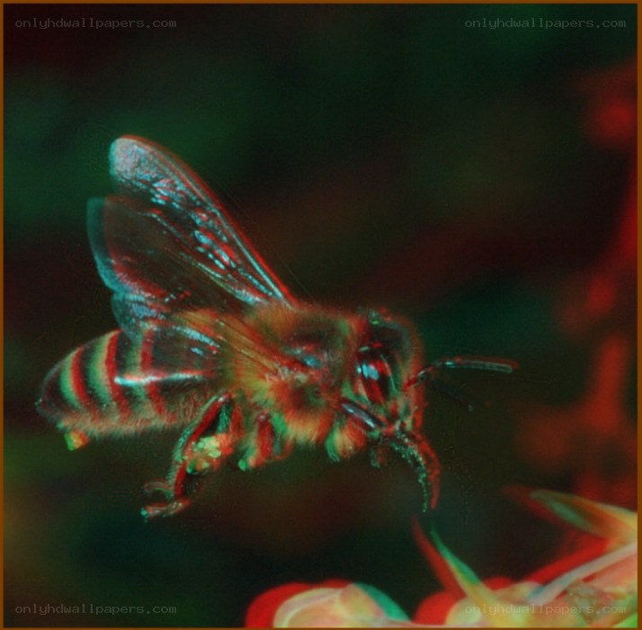 bee on flower close-up