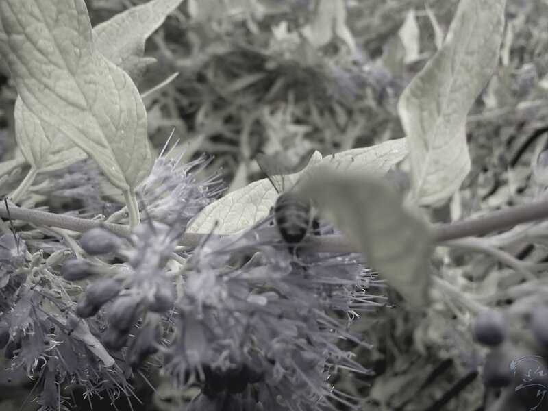 Bee on Flower Cluster — Gray