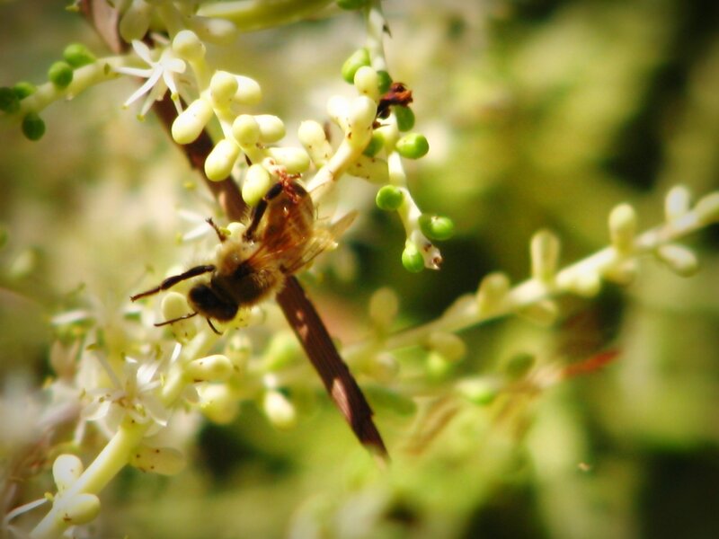 bee on flower cluster