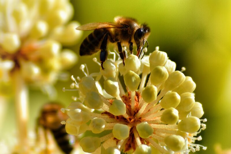 Bee on Flower Cluster — Yellow