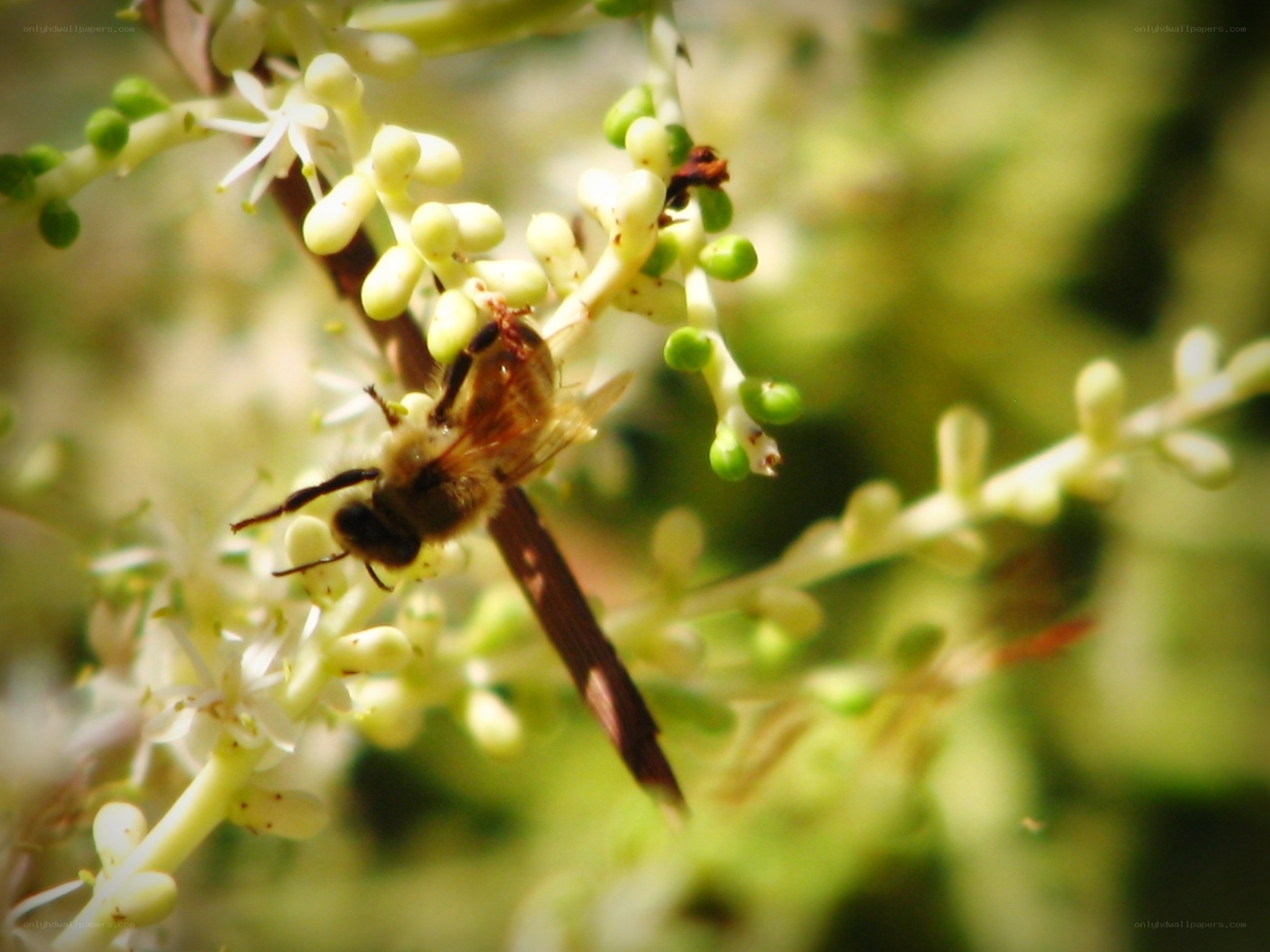 bee on flower cluster