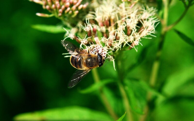 Bee on Flower — Green