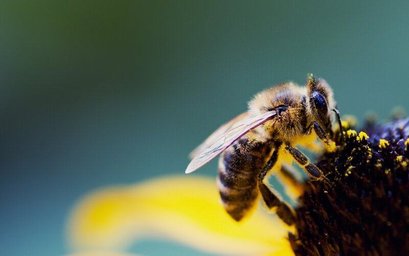 Bee on Flower Head — Yellow, Calm, Afternoon