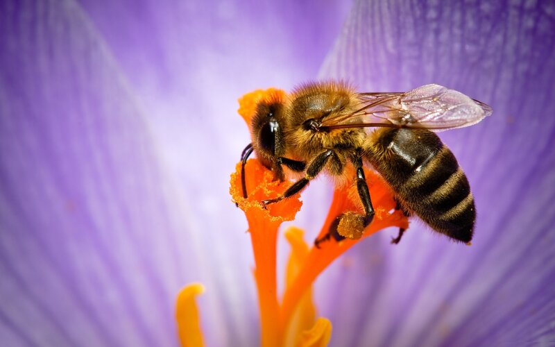 Bee on Flower — Purple, Calm