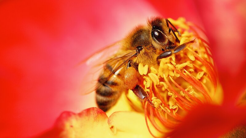 Bee on Flower — Red, Natural