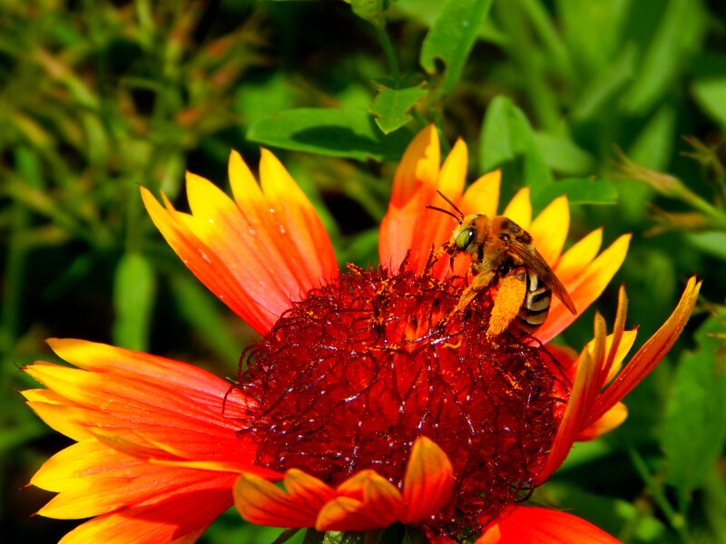 Bee on Flower — Red