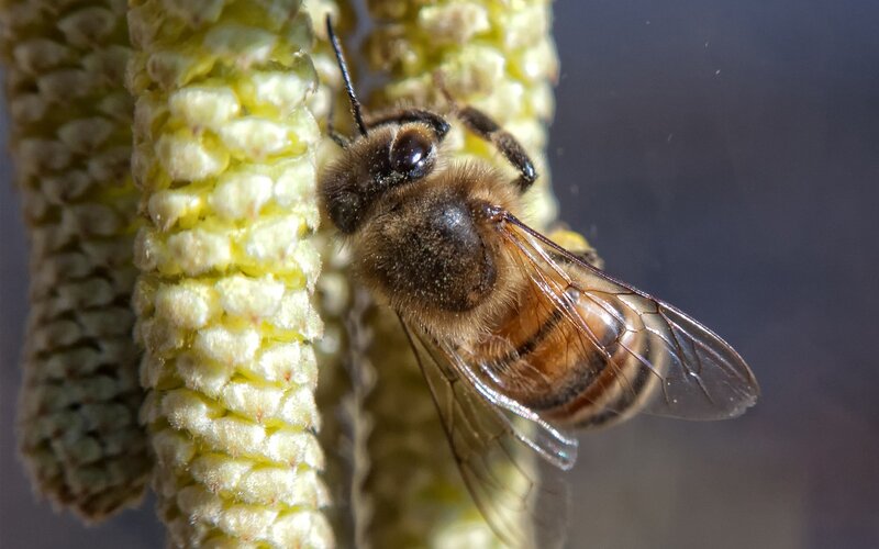 Bee on Flower Spike