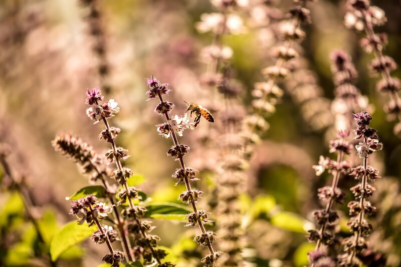 Bee on Flower Stalk