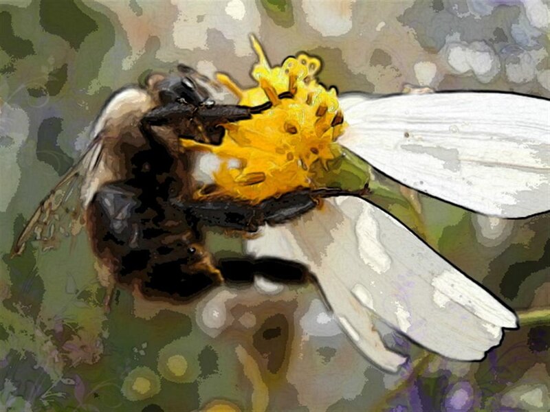 Bee on Flower