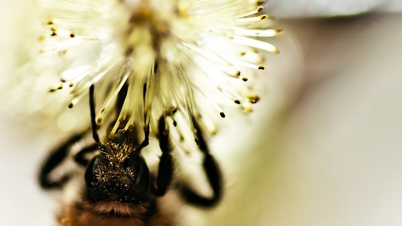 Bee on Flower — White, Calm, Spring