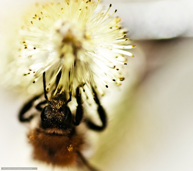 Bee on Flower — White, Calm