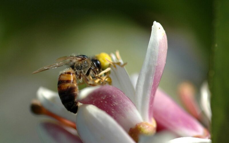 Bee on Flower — White