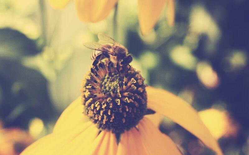 Bee on Flower — Yellow, Calm, Afternoon