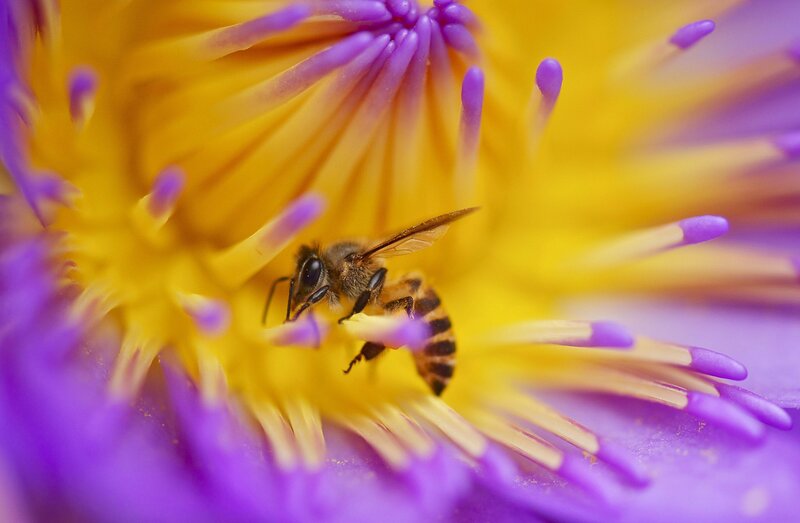 Bee on Flower — Yellow, Calm, Photograph