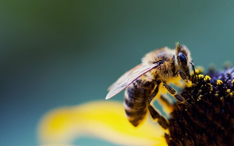 Bee on Flower — Yellow, Calm