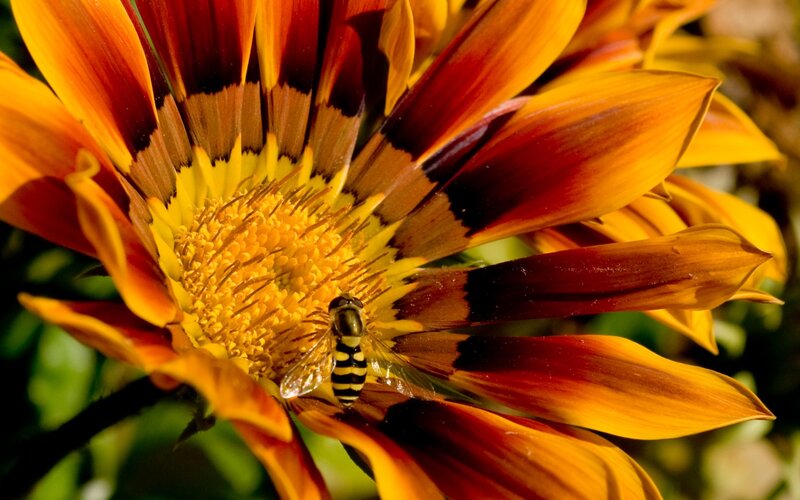 Bee on Flower — Yellow, Natural, Afternoon