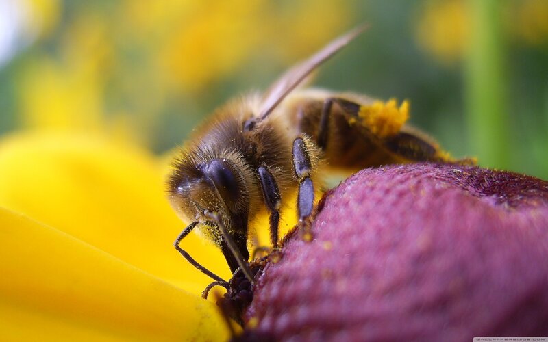 Bee on Flower — Yellow, Natural