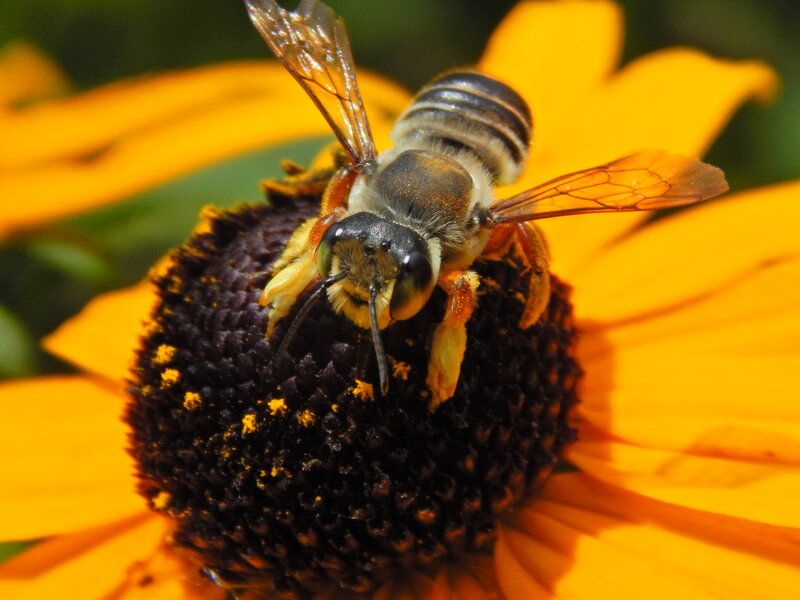 Bee on Flower — Yellow
