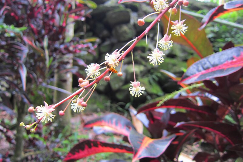 Bee on Flowering Branch — Red