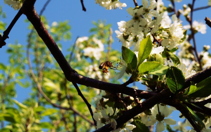bee on flowering branch