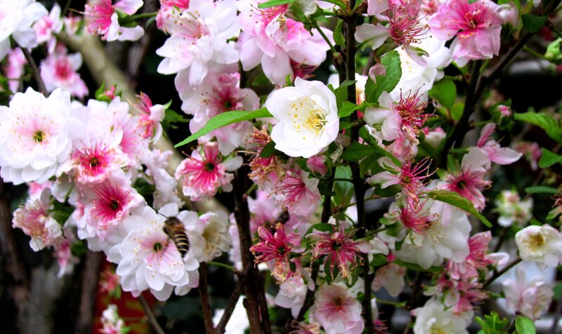 Bee on Flowering Branches