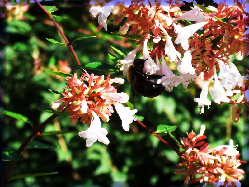 bee on flowering bush