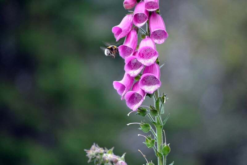 Bee on Foxglove Flower