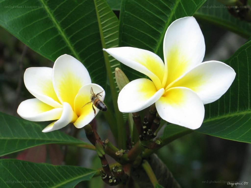 bee on frangipani flowers