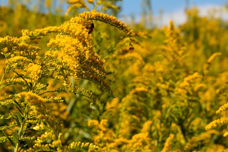 Bee on Goldenrod Flower
