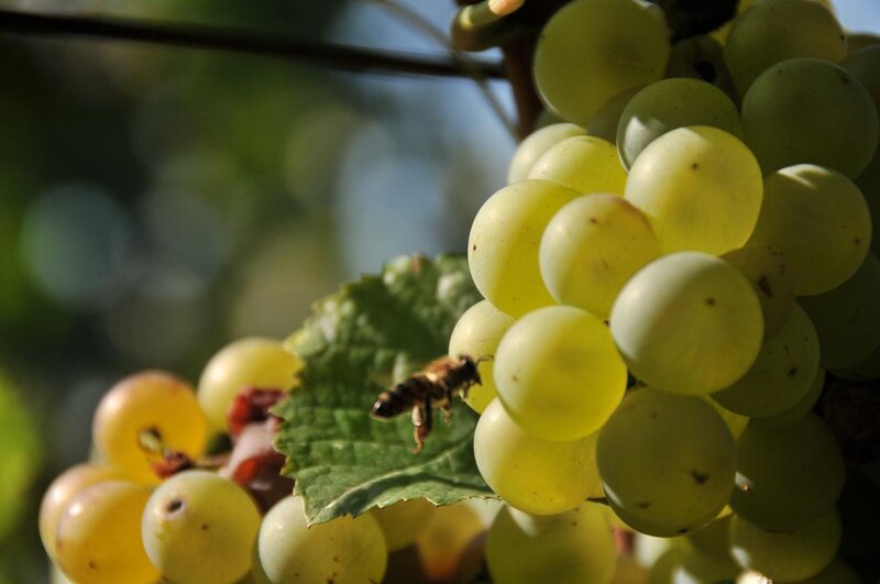 Bee on Grape Cluster