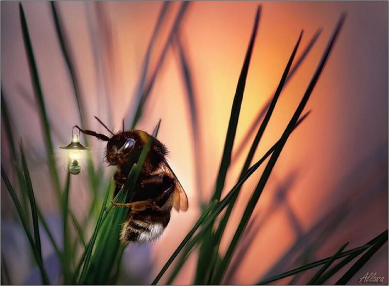 Bee on Grass