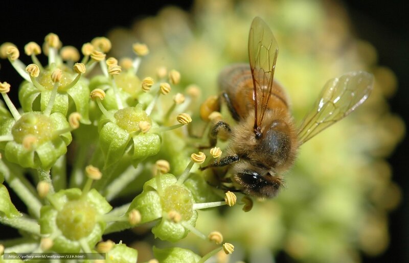 bee on green flower cluster