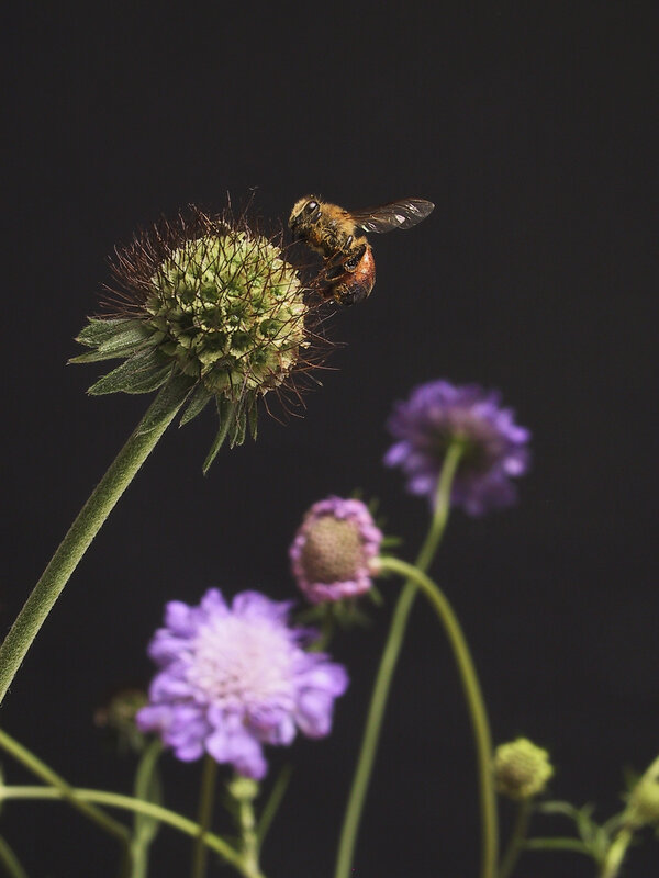 Bee on Green Flower