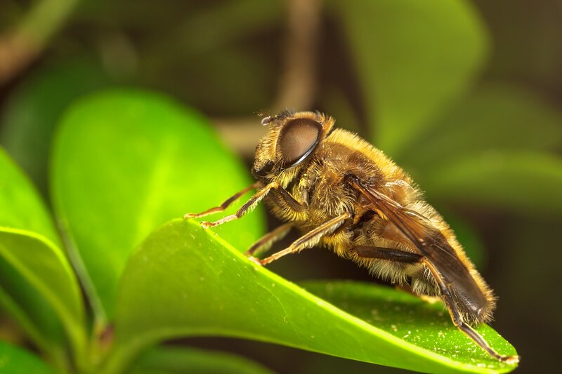 Bee on Green Leaf — Calm