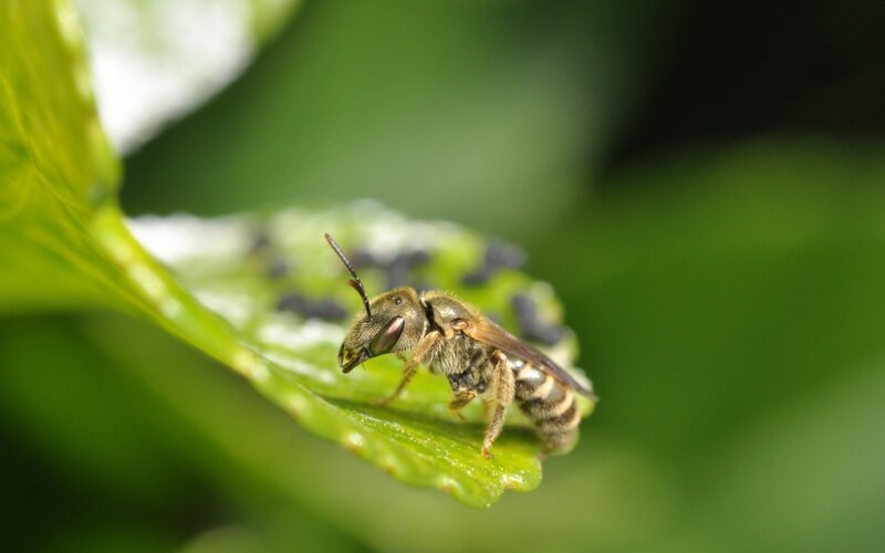 Bee on Green Leaf — Natural, Afternoon